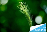 降低电脑辐射明目多吃的食物