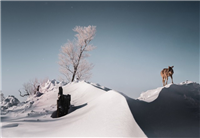 富士GFX 100S中画幅无反相机值得入手吗?富士GFX 100S中画幅无反相机体验评测