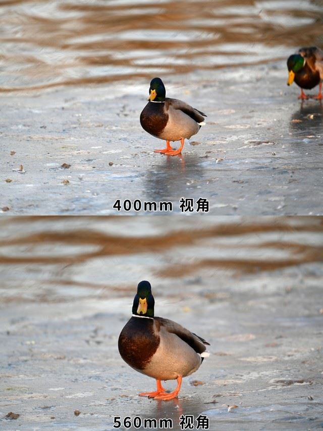【有料评测】尼康z400mm f/2.8上手体验：画质极佳的定焦长焦镜头 