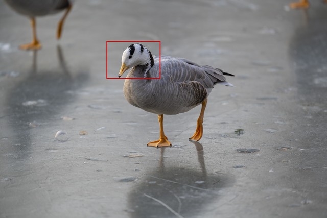 【有料评测】尼康z400mm f/2.8镜头评测：画质极佳的定焦长焦镜头 