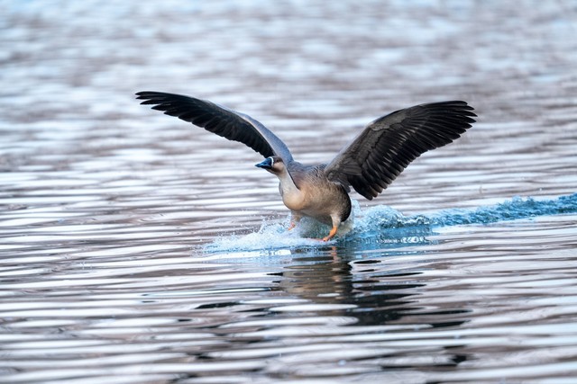 【有料评测】尼康z400mm f/2.8上手体验：画质极佳的定焦长焦镜头 