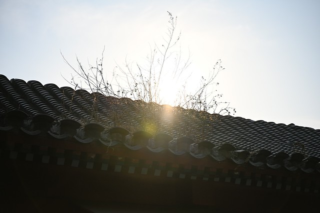 有料评测：标变镜头新选择 尼康z 28-75mm f2.8测试 