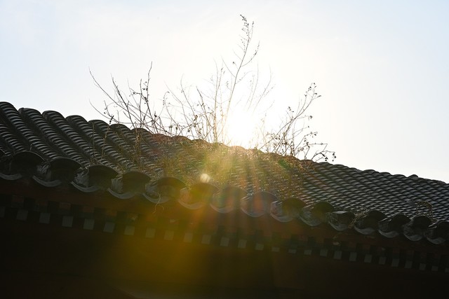 有料评测：标变镜头新选择 尼康z 28-75mm f2.8评测 