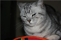 电视机五大风 水谣言 放卧室易招桃花劫 ？ 