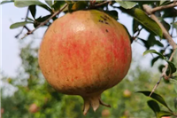 石榴十大品种排行榜