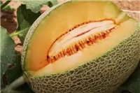 哈密瓜十大品种​排行榜