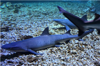 十大最可爱的鲨鱼排行榜