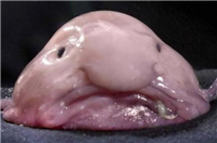 世界上最丑的十种鱼 尖牙鱼上榜，第九性情凶猛