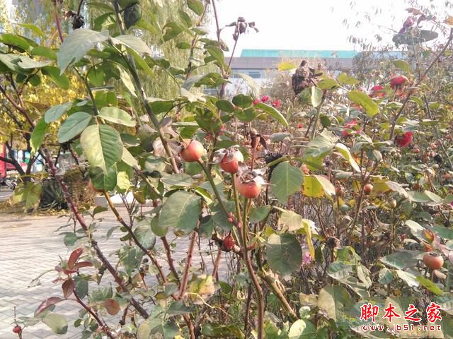 华硕飞马8平板值得买吗?华硕飞马8平板电脑全面深度评测图解