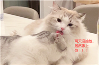 [C++]关键字，类与对象等——喵喵要吃C嘎嘎2