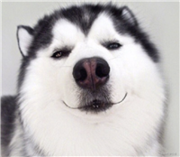 Java 数据结构篇-深入了解排序算法(动态图 + 实现七种基本排序算法)