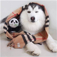 JavaEE 初阶篇-深入了解 HTTP 协议