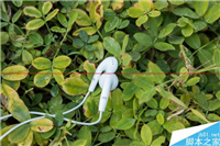 魅族耳机怎么样？魅族EP-21HD耳机音质评测