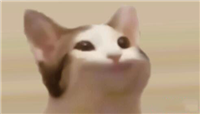 2024年5种最有潜力的猫主题Meme币的盘点