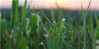 DePin项目Grass公布空投查询页面!因空投数量过少遭抵制